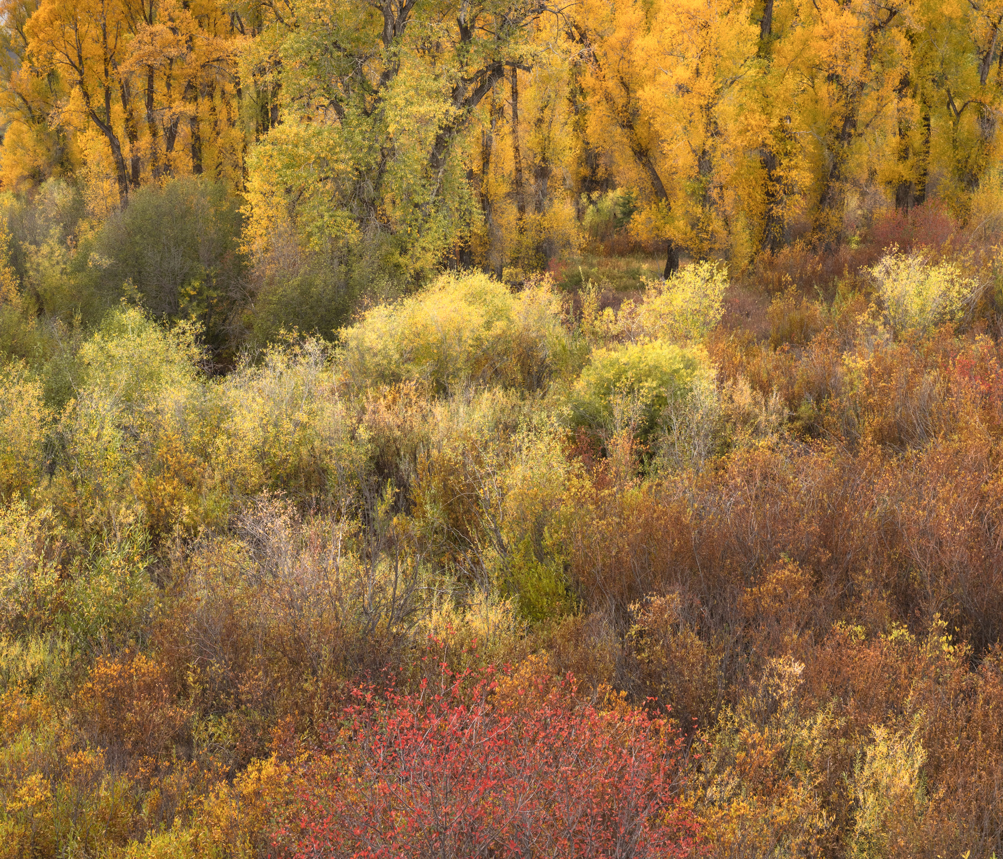 Grand Teton photo