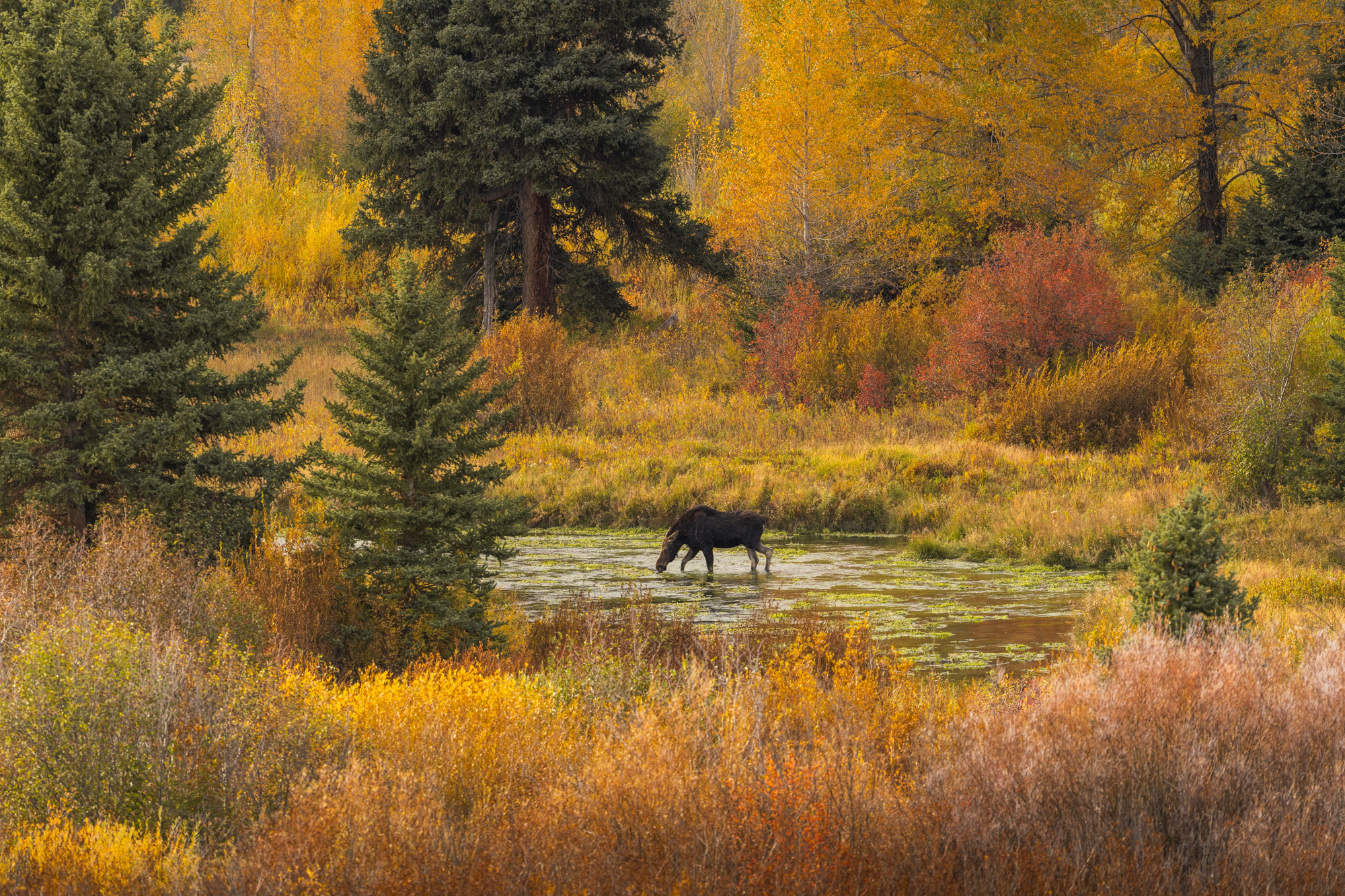 Grand Teton photo