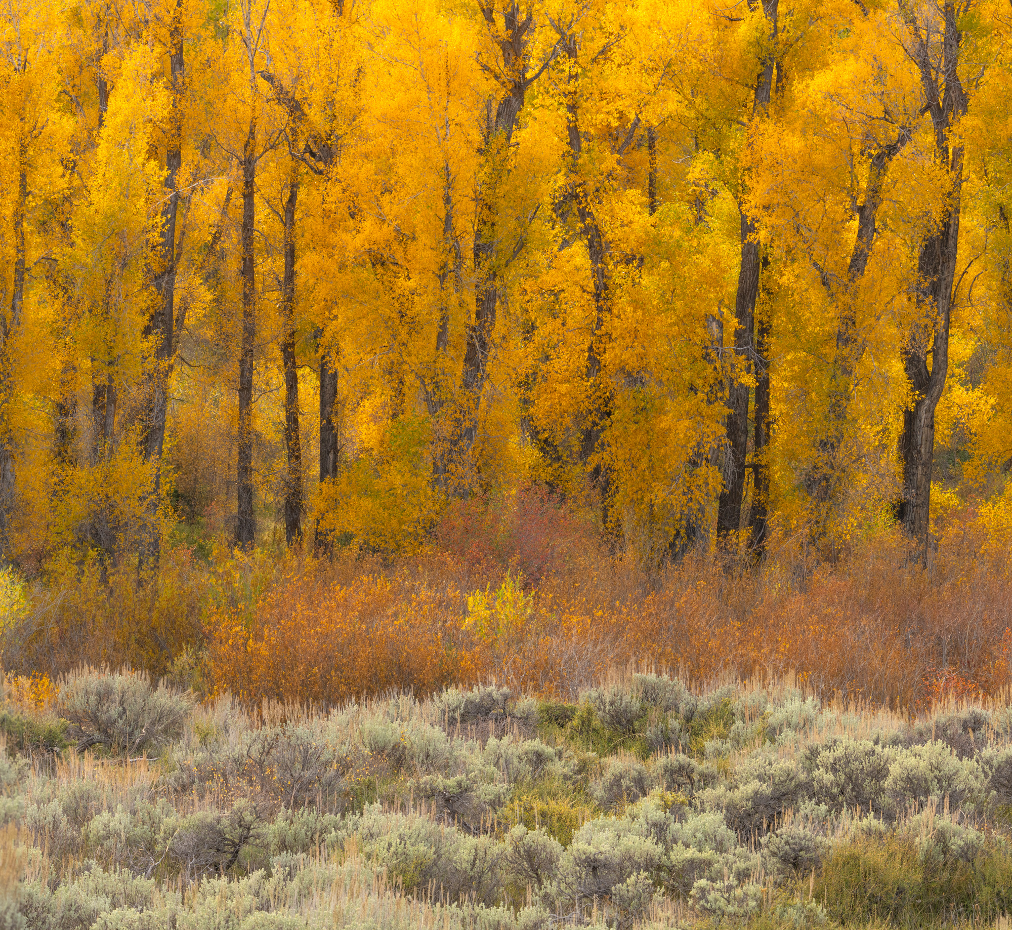 Grand Teton photo