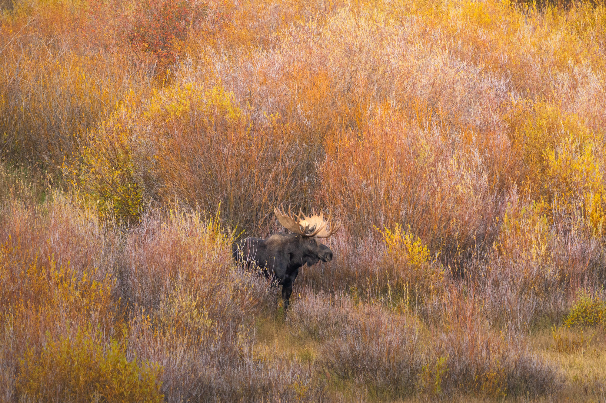 Grand Teton photo