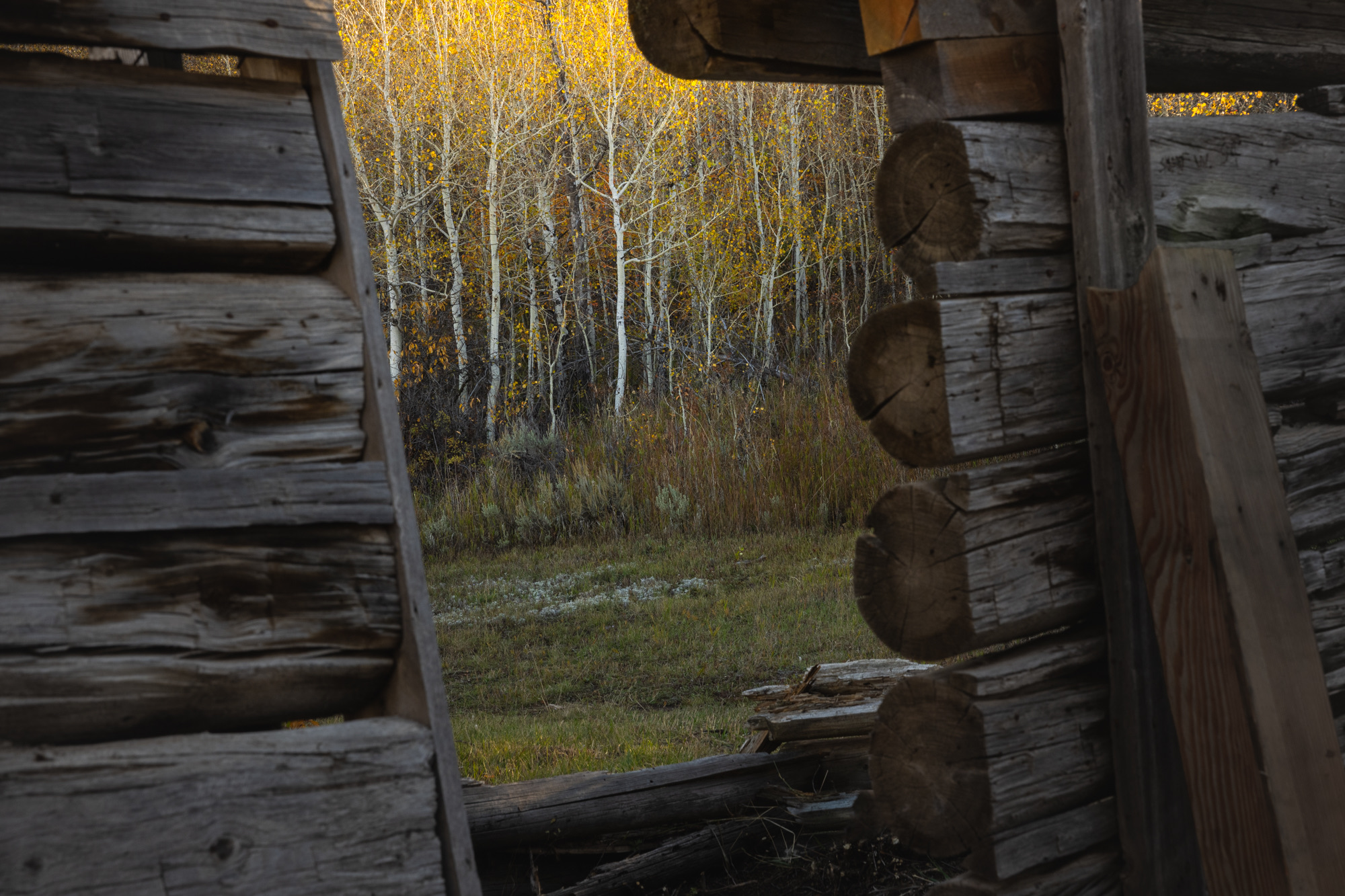 Grand Teton photo